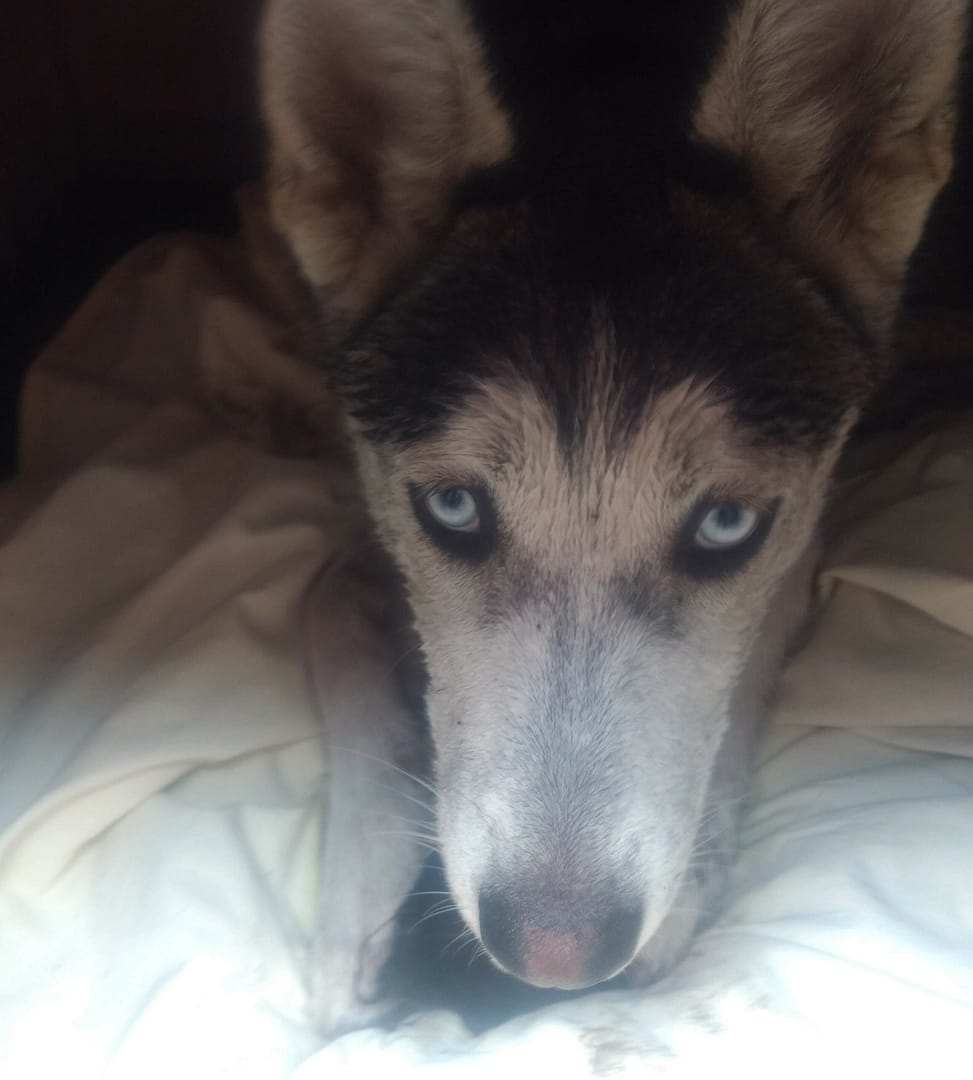 Mi inseparable amigo el perro